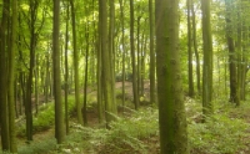 NFM: a tudatos erdőgazdálkodás a jövő Magyarországának egyik útja