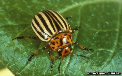 A klímaváltozás miatt egyre messzebbre terjednek a kártevők