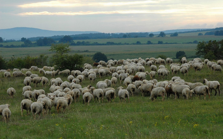 Kiutat keresnek a hazai állattartó gazdaságok