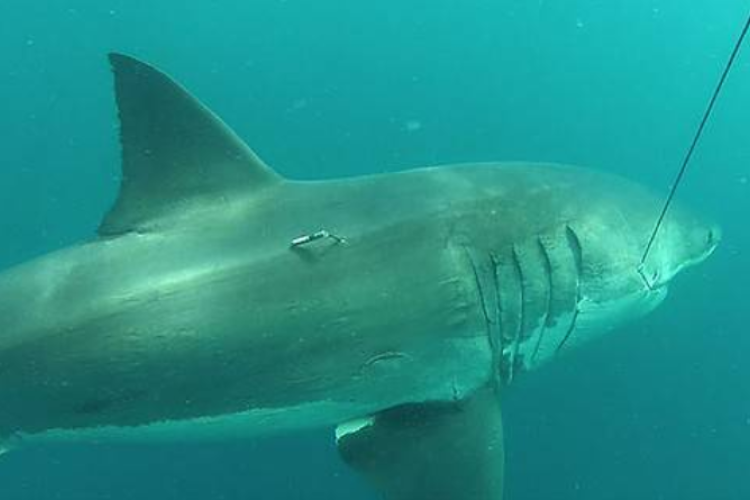 Először sikerült jeladót ültetni egy kifejlett nagy fehércápába Ausztráliában