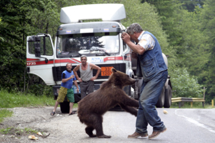 Megszabadítanák a medvéktől a székelyföldi Tusnádfürdőt
