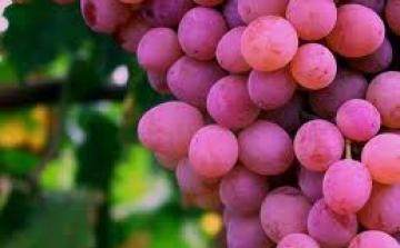 Ha nem is lesz sok, de jó még lehet az idei bor