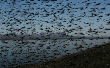 Invázióra számítanak: fenyegető rovarfaj jelent meg Magyarországon 