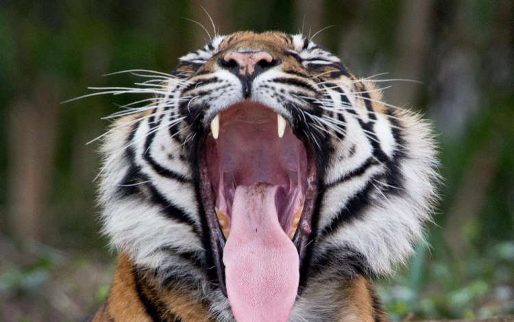 Helikopterrel keresnek egy tigrist Párizs közelében