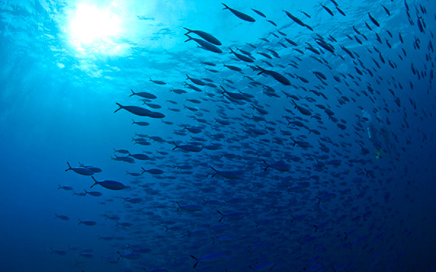 Veszélyesen elsavasodhatnak az óceánok