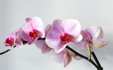 Segítő növények a lakásban