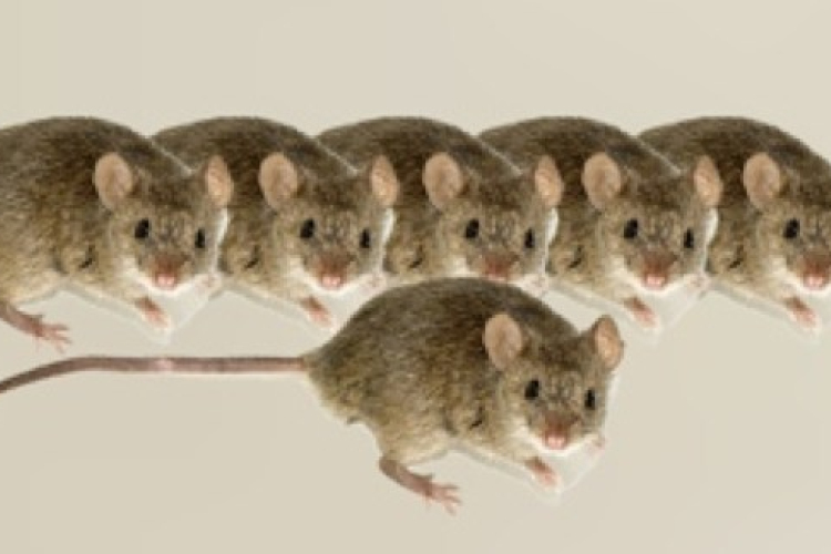 Egy csepp vérből klónoztak egeret japán tudósok