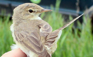 Új madárfaj, kis geze bukkant fel Magyarországon