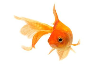 Mennyi esze van egy aranyhalnak? 