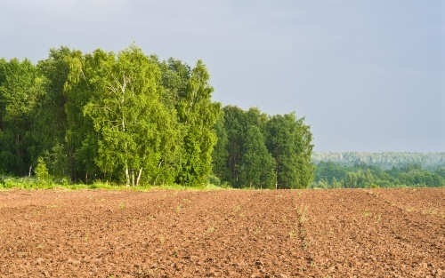 Ez évtől védendő új tájelemek a fa- és bokorcsoportok
