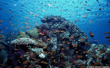 Gyorsan romlik az óceánok 