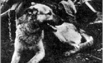 Moszkvában szobrot állítottak a fronton szolgált ebeknek