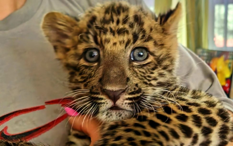 Észak-kínai leopárd született a Szegedi Vadasparkban