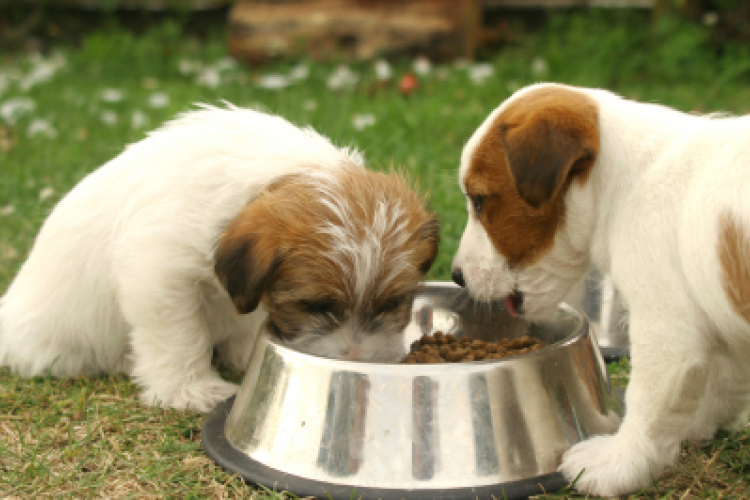 Jó üzlet az állateledel