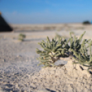 Mongólia felé félúton…