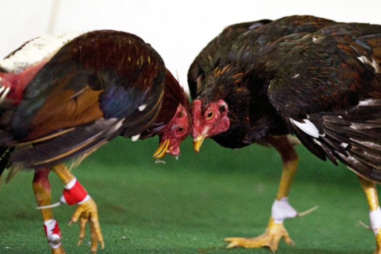 Illegális kakasviadal szervezéséért letartóztatták a volt román király lányát