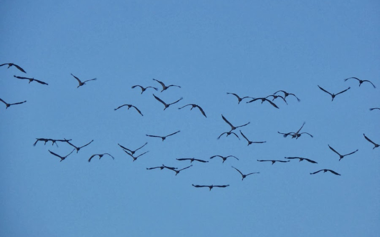 Ismét darvadozást rendeznek a Szegedi Fehér-tónál