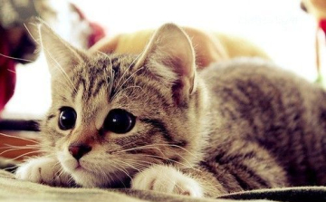 Láttál már tusoló macskát?