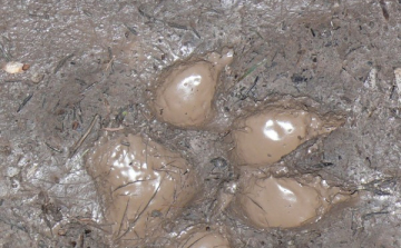 A Zemplénben is megjelent a farkas