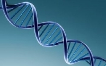 Az anya génjei befolyásolják az öregedés ütemét