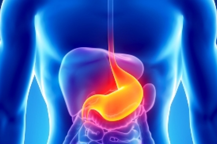 Hogyan küzd a gyomor a fertőzések ellen?