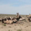 Mongólia felé félúton…