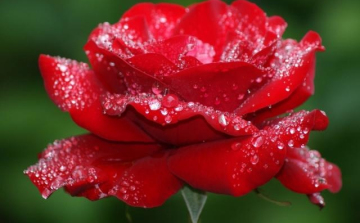 Készítsünk rózsavizet!