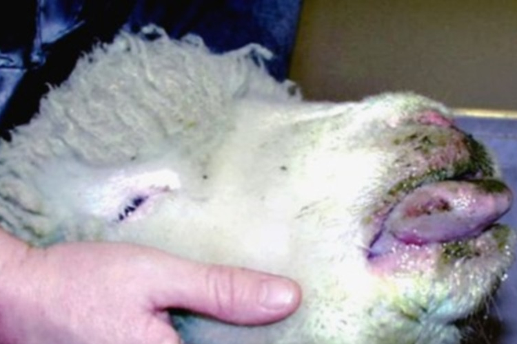 A kéknyelv betegség pusztítja a romániai bölényállományt