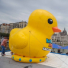 52.000 kacsa úszott a Dunán