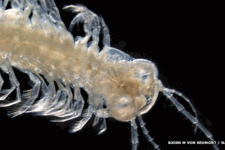 Méreggel ölő tengeri rákot azonosított egy kutatócsoport