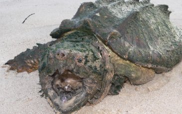 Emberre is veszélyes aligátorteknőst találtak egy Pest megyei településen