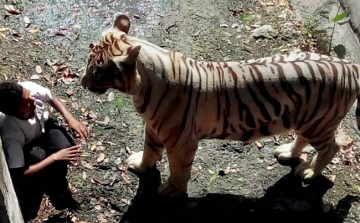 Fehér tigris végzett az újdelhi állatkert egyik látogatójával