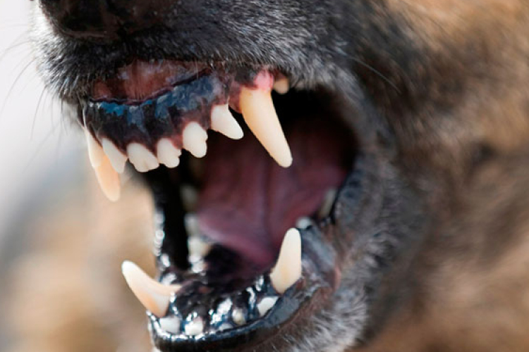 Kutyák támadtak meg egy férfit Bátya külterületén