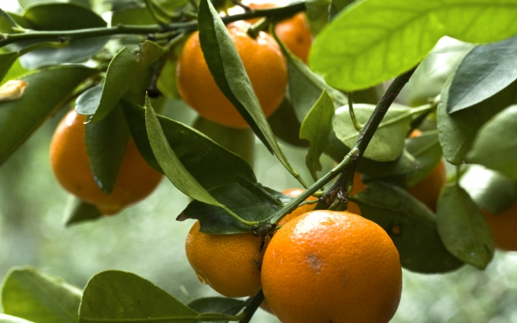 Fokozott déligyümölcs ellenőrzés