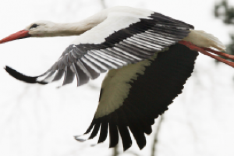 Megölték és megették Egyiptomban a magyar jeladó gólyát