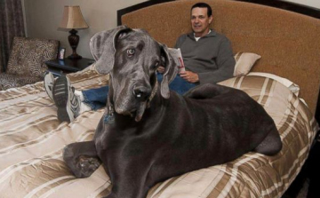 Ő volt a világ legnagyobb kutyája