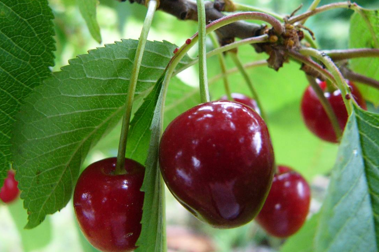 Már a hétvégére érik a cseresznye idén