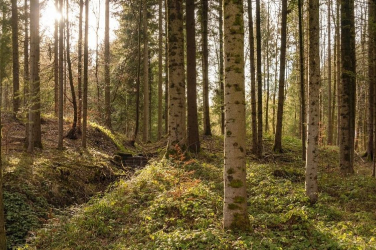 AM: kezdődik az Erdők Hete országos rendezvénysorozat