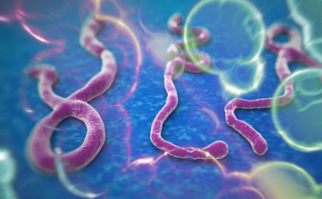 Újabb Ebola fertőzöttet találtak az Egyesült Államokban