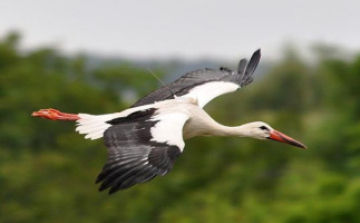 Egyiptomban kémnek véltek egy magyar jeladós gólyát
