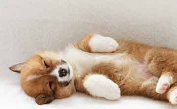 Őfelsége kedvencei, a Corgik