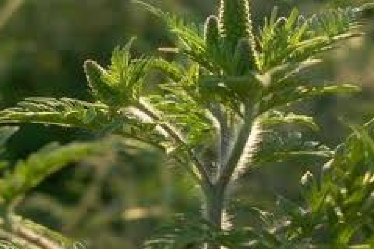 Parlagfű: a figyelmeztetést 15 ezres bírság követheti