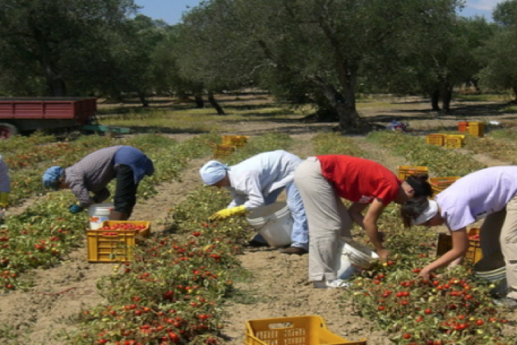 Olasz sajtó: román szexrabszolgákat dolgoztatnak a délolasz ültetvényeken