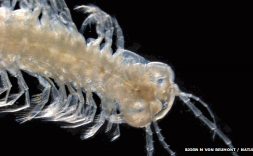 Méreggel ölő tengeri rákot azonosított egy kutatócsoport