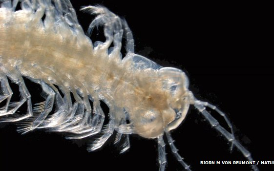 Méreggel ölő tengeri rákot azonosított egy kutatócsoport