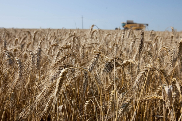 Korán kezdődik idén az aratás