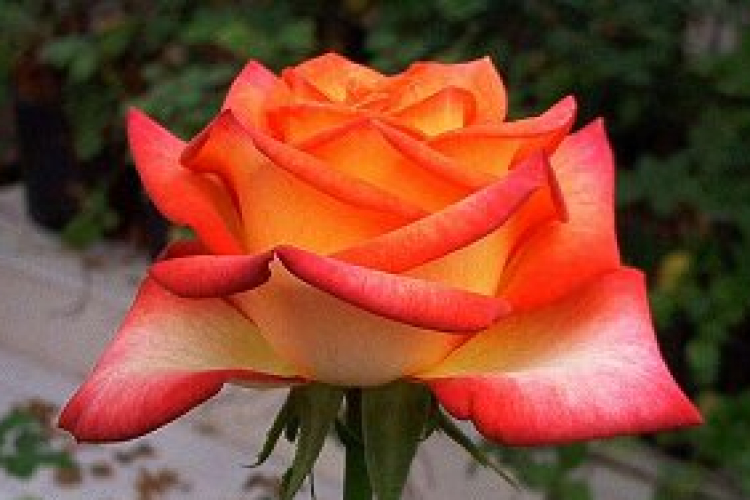 Több mint 30 év után újraindult a rózsanemesítés Magyarországon