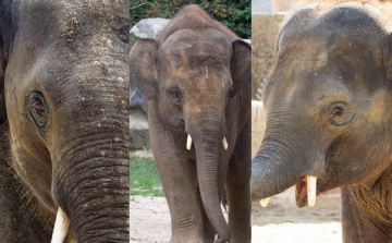 Három kiselefánt érkezik a veszprémi állatkertbe