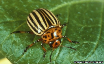 A klímaváltozás miatt egyre messzebbre terjednek a kártevők