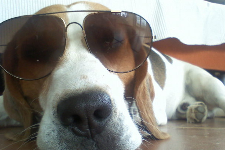 Kutya nélkül sehova!